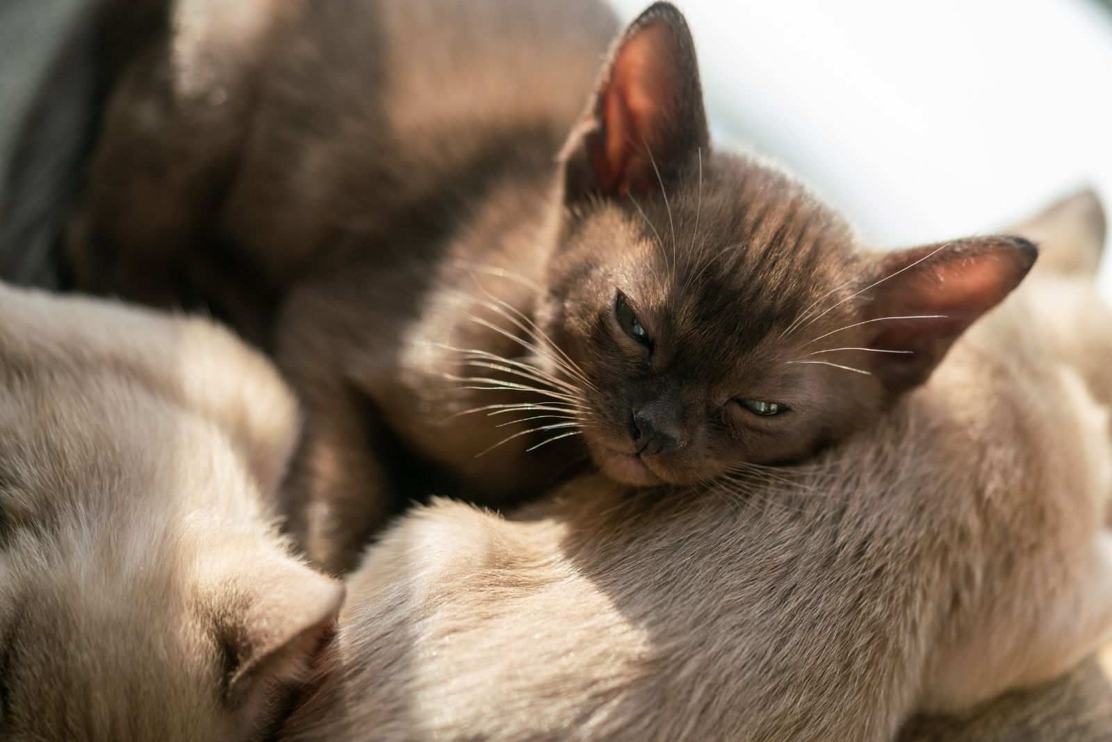 Burmese cat