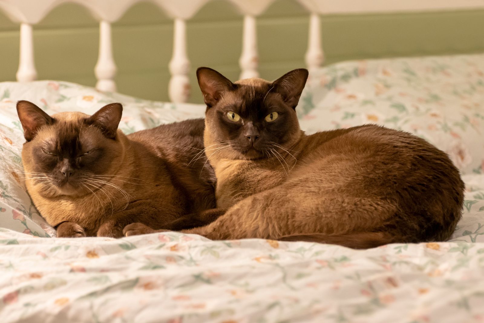 Burmese cats on bed