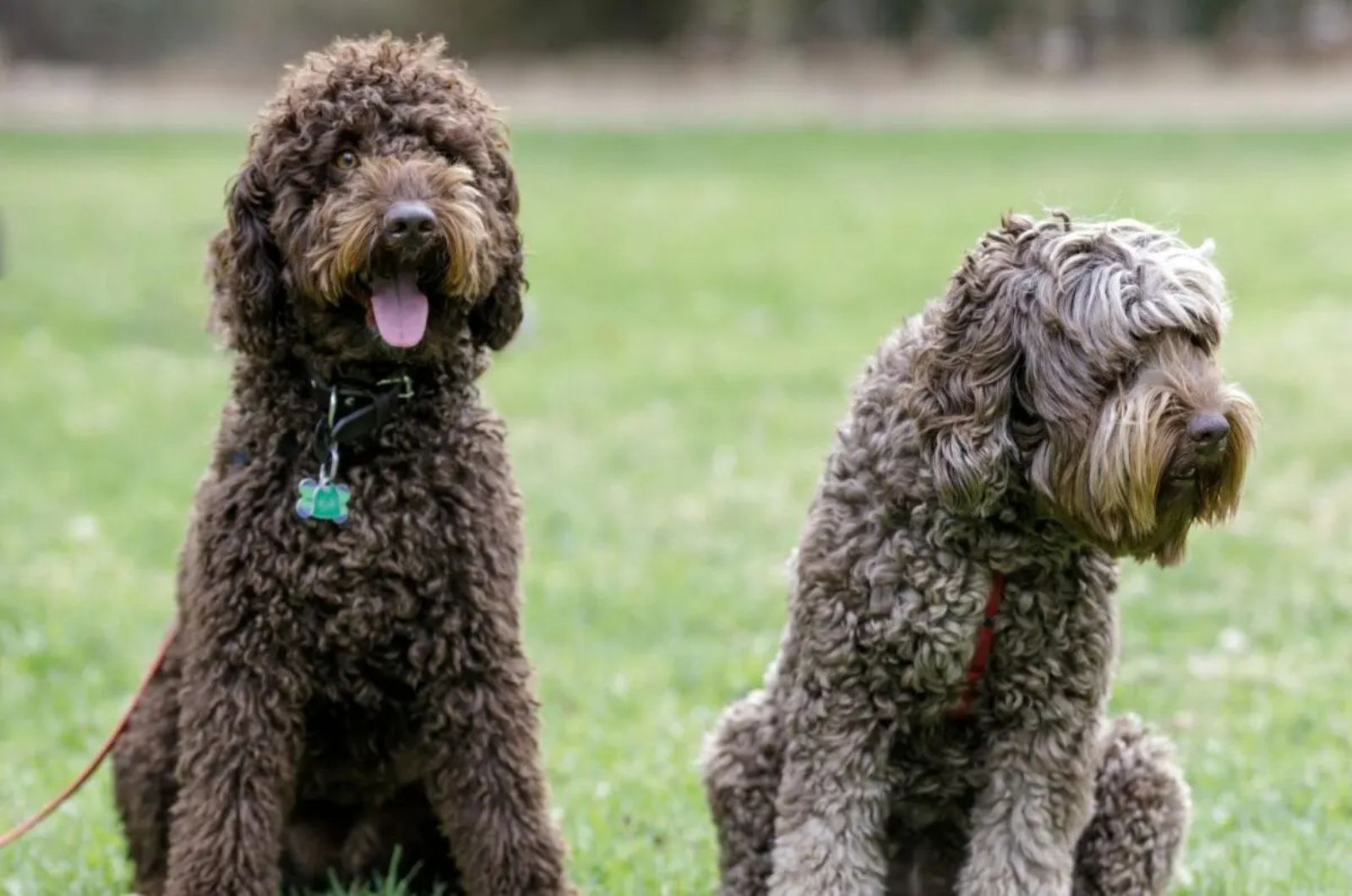 Cafe Labradoodle