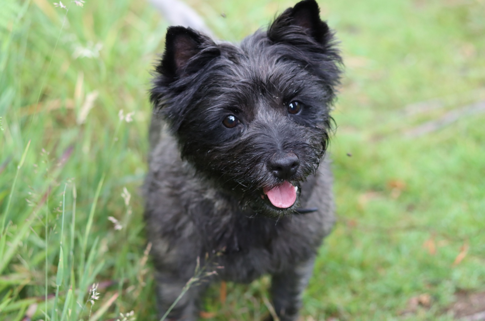 Cairn Terrier