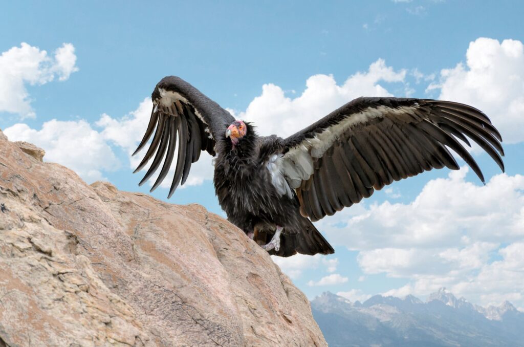 California Condor