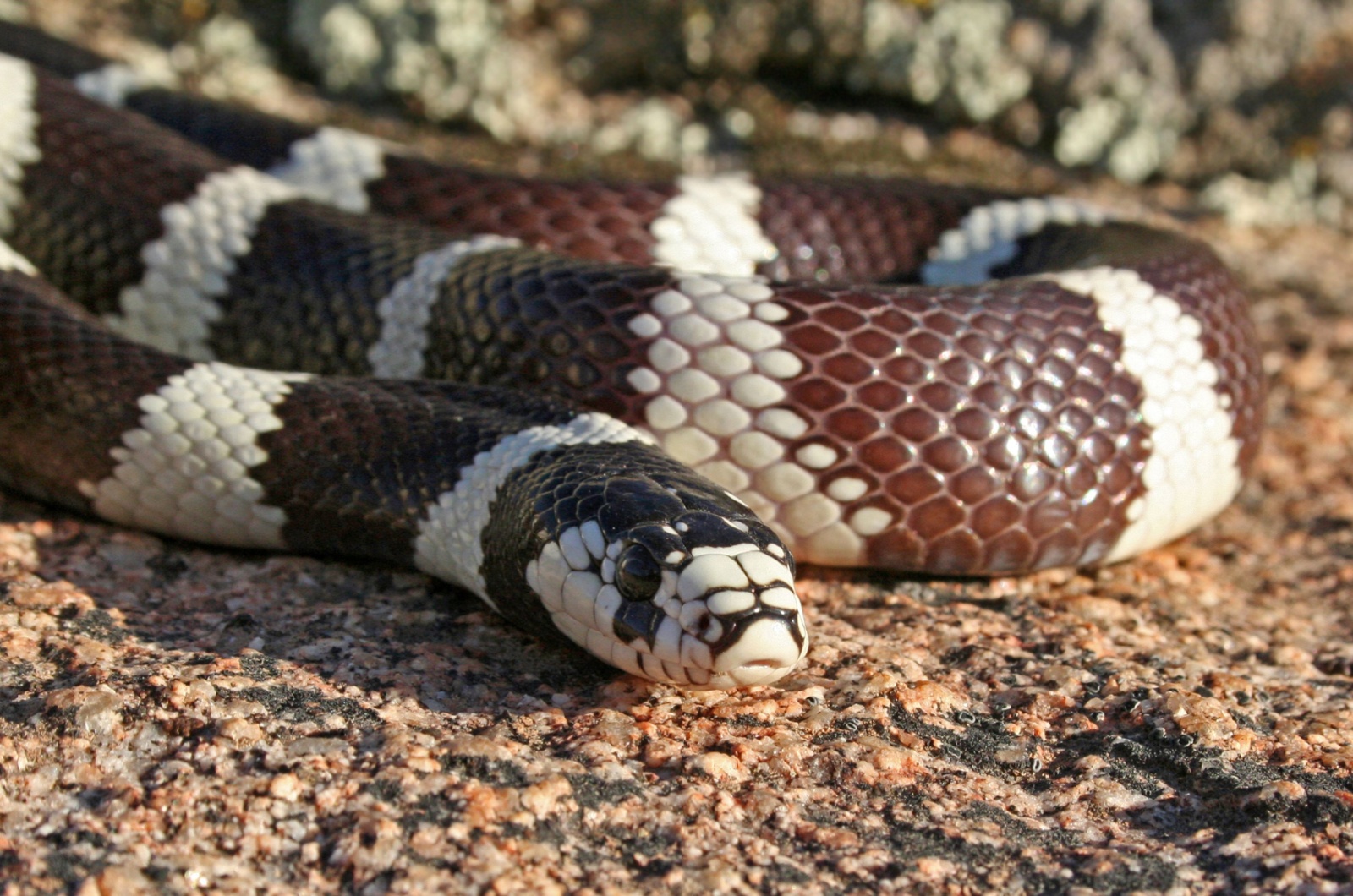 California Kingsnake