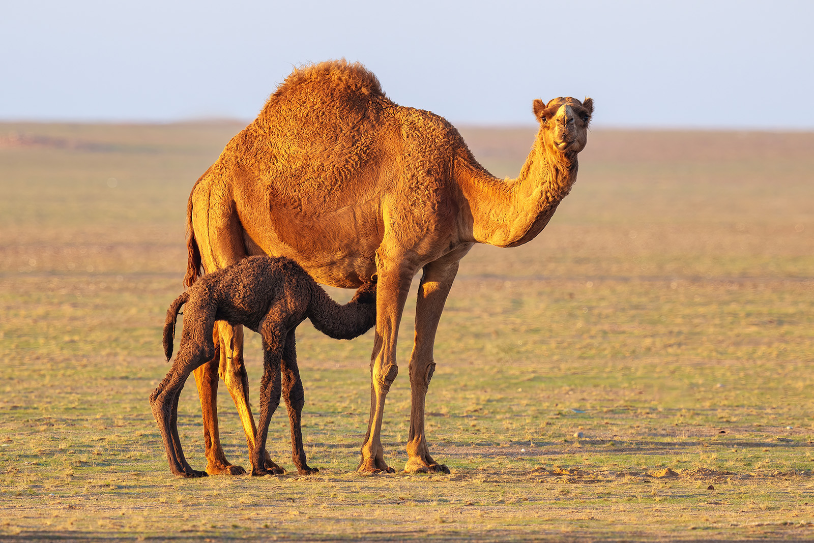 Camel