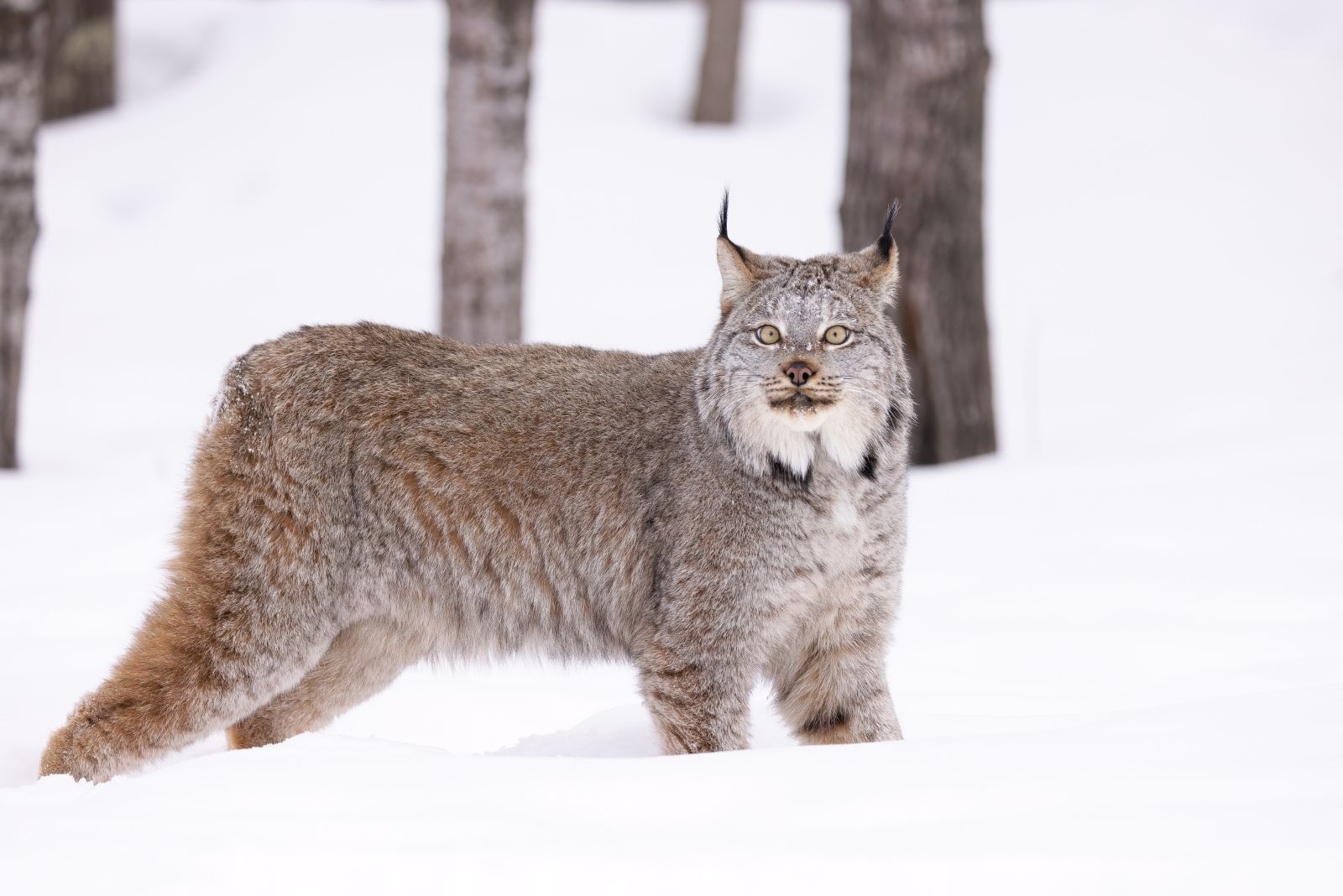 Canada Lynx