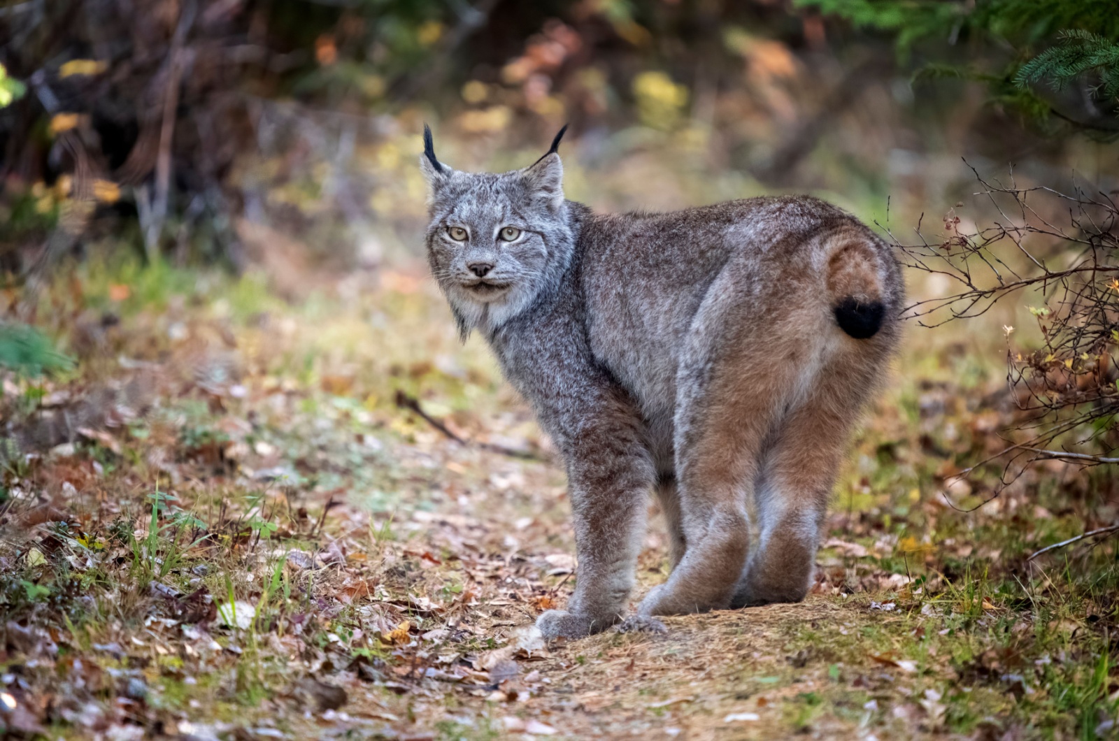 Canadian Lynx