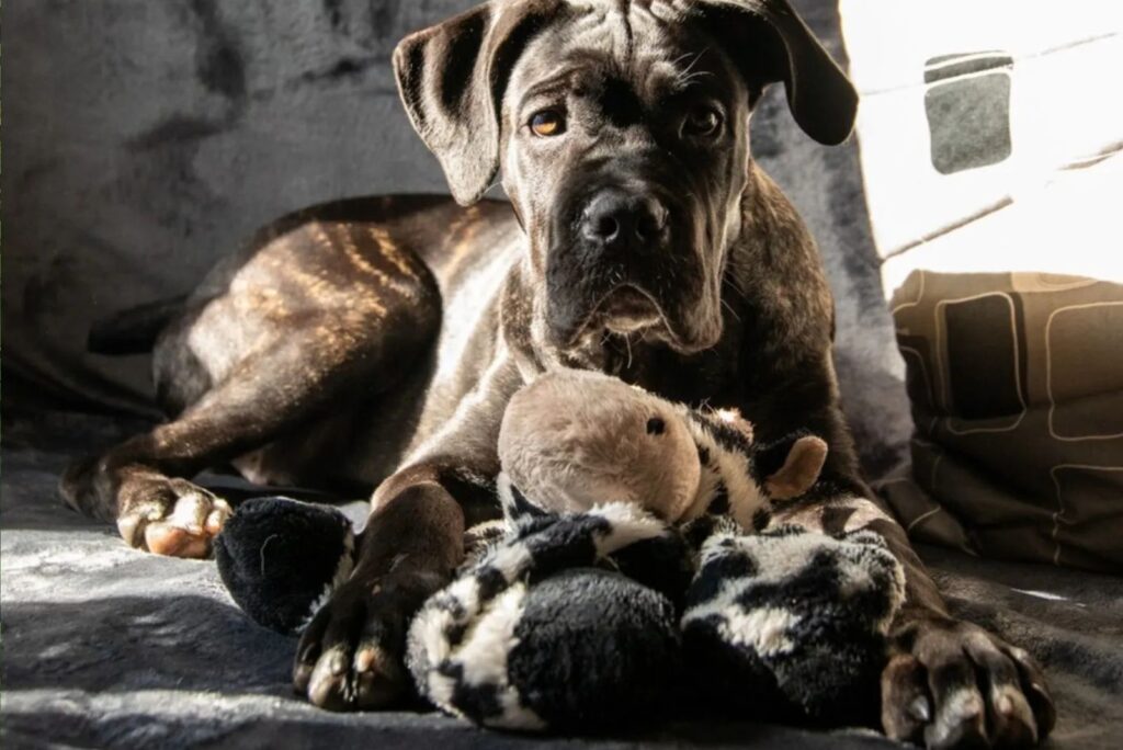 Cane Corso