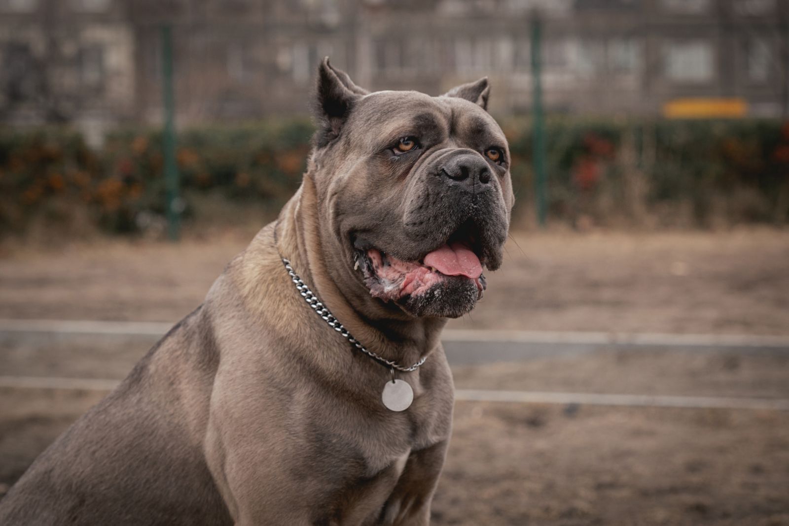 Cane Corso