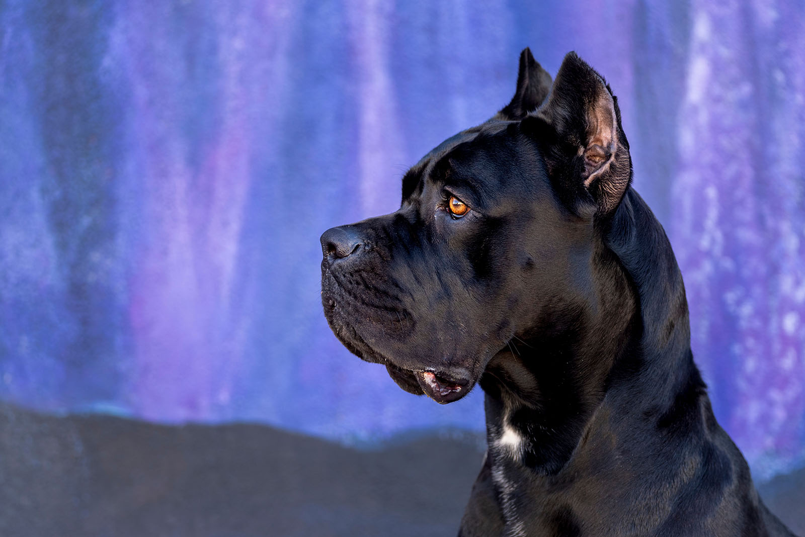 Cane Corso