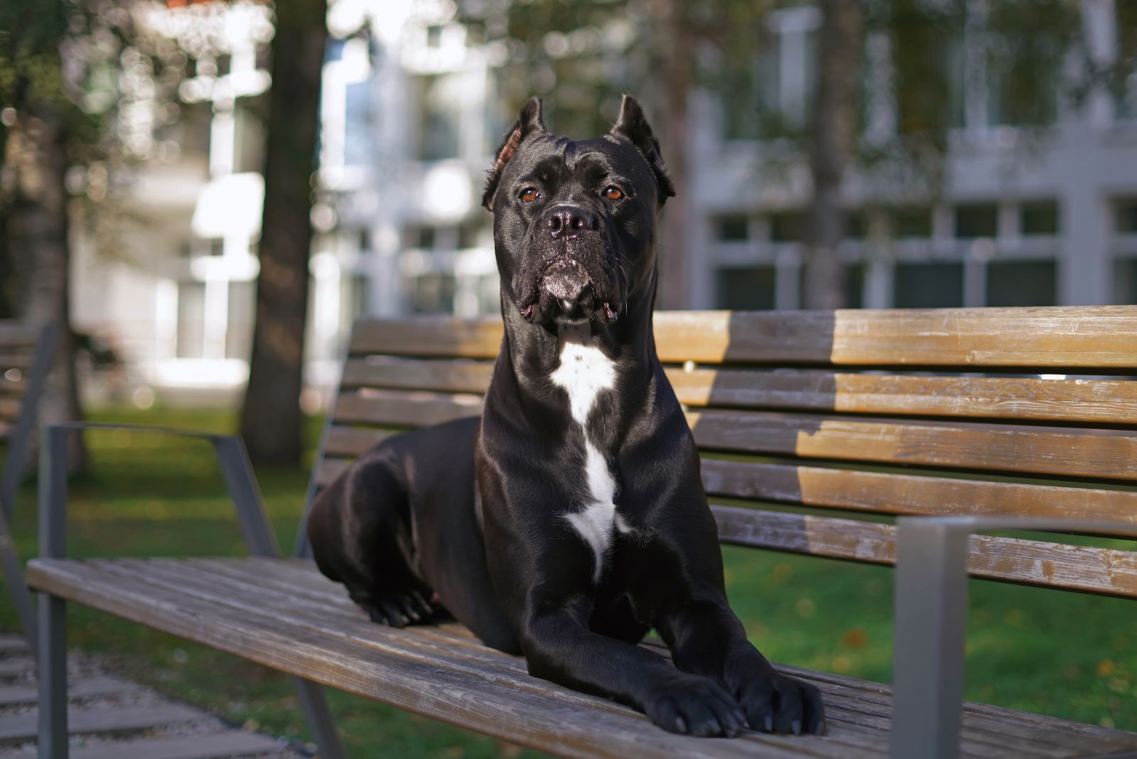 Cane Corso