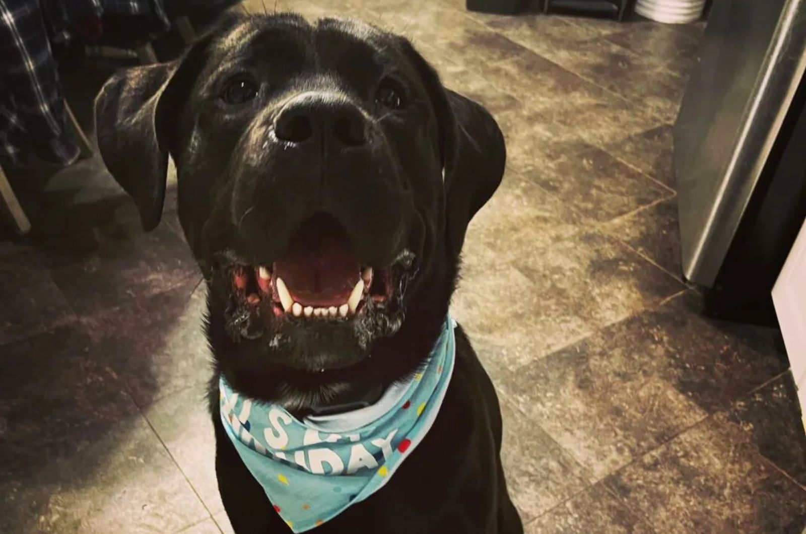 Cane Corso X Bernese Mountain Dog Mix