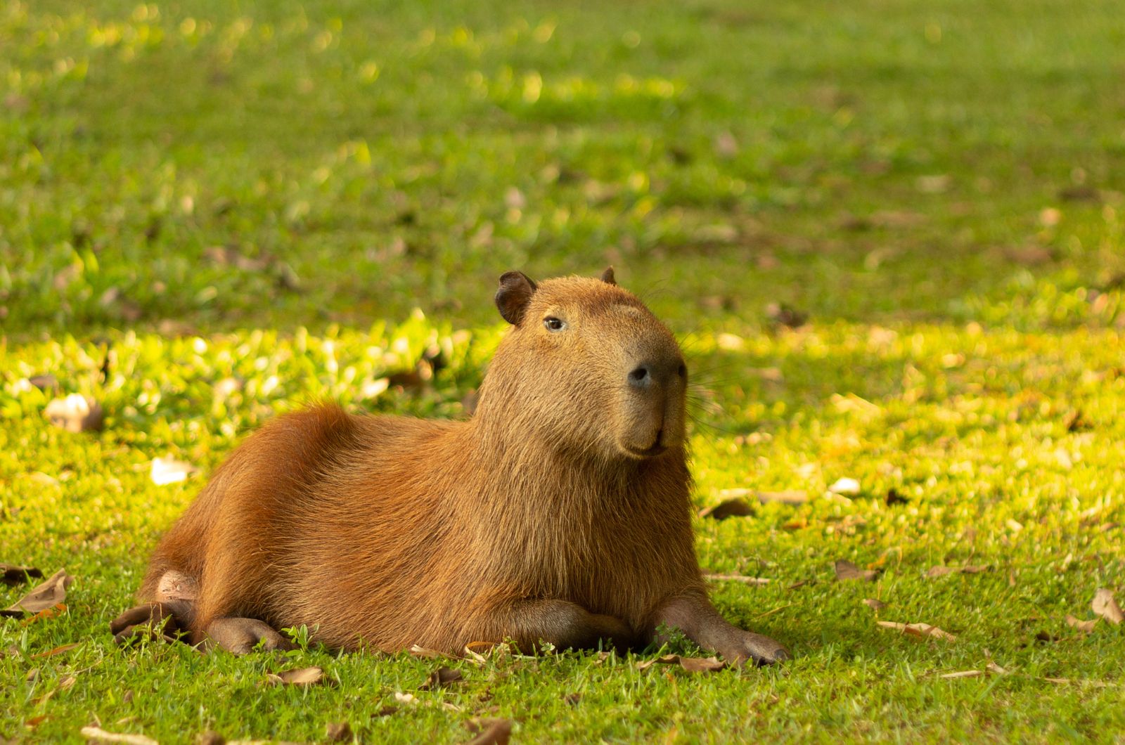 Capybaras