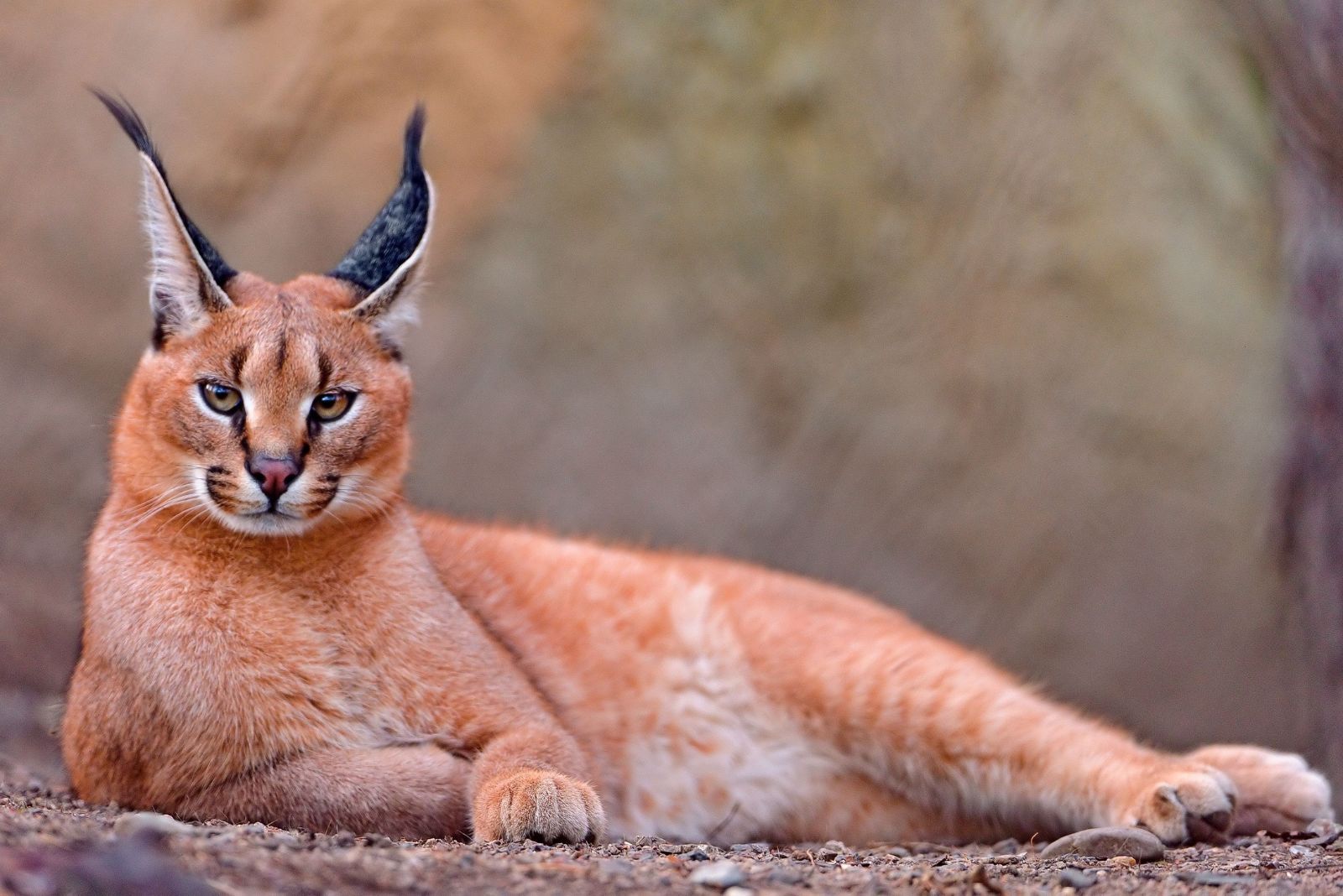 Caracal