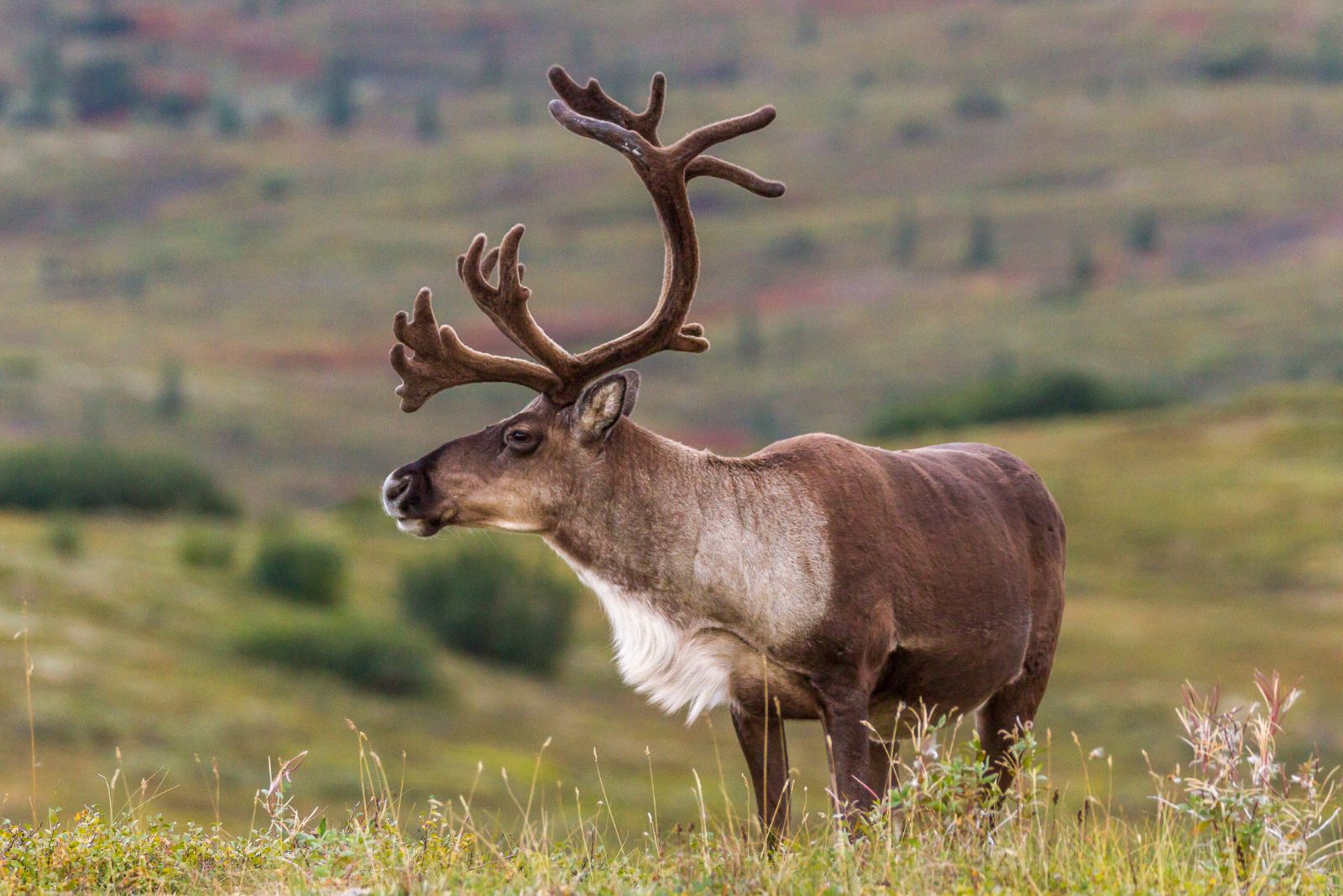 Caribou