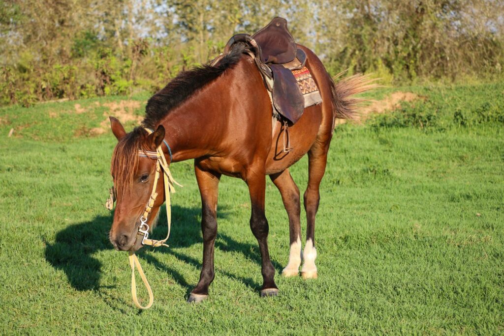 Caspian Horse