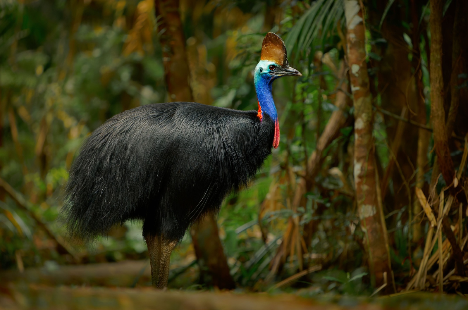 Cassowary