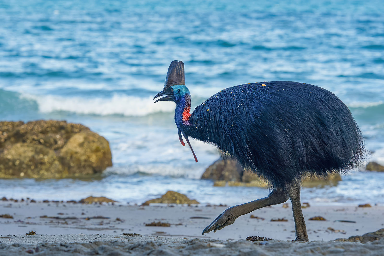 Cassowary