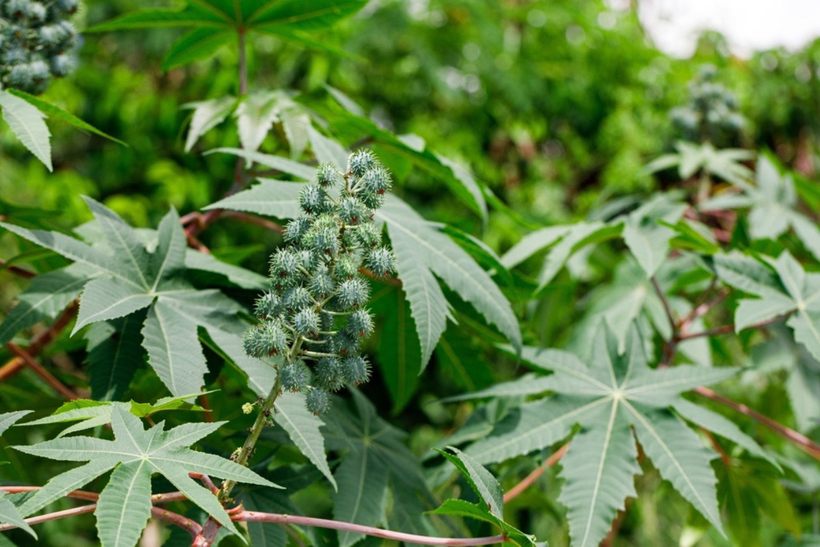 Castor Bean