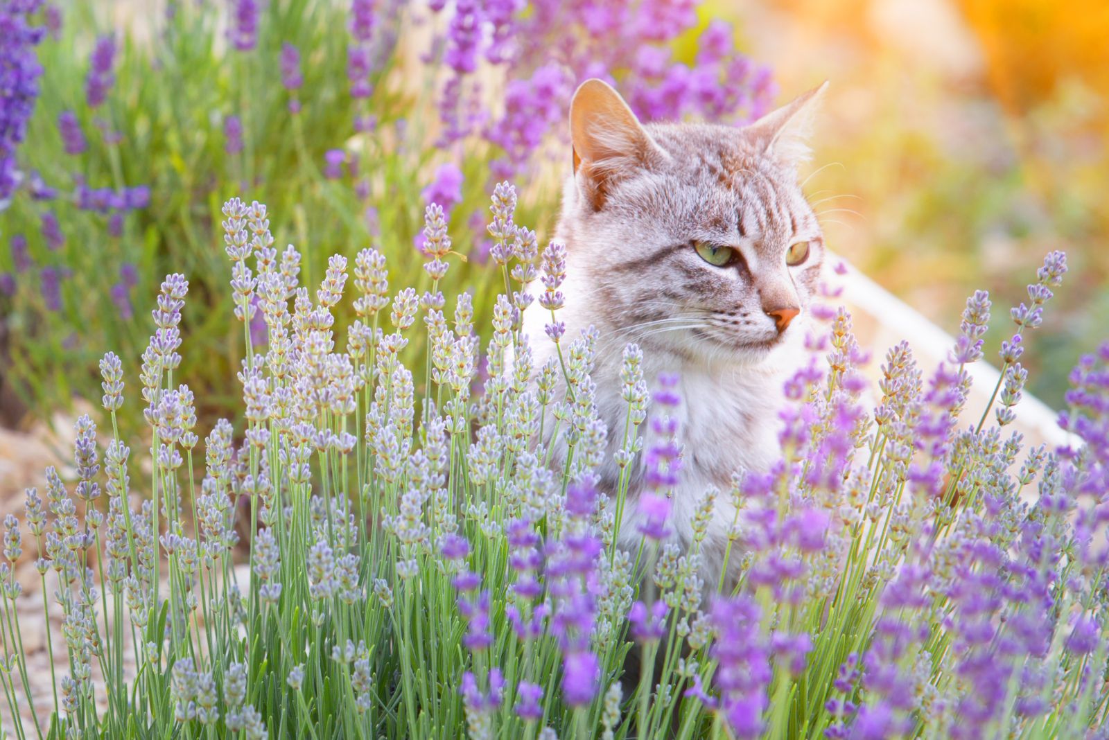 Cat and Lavender