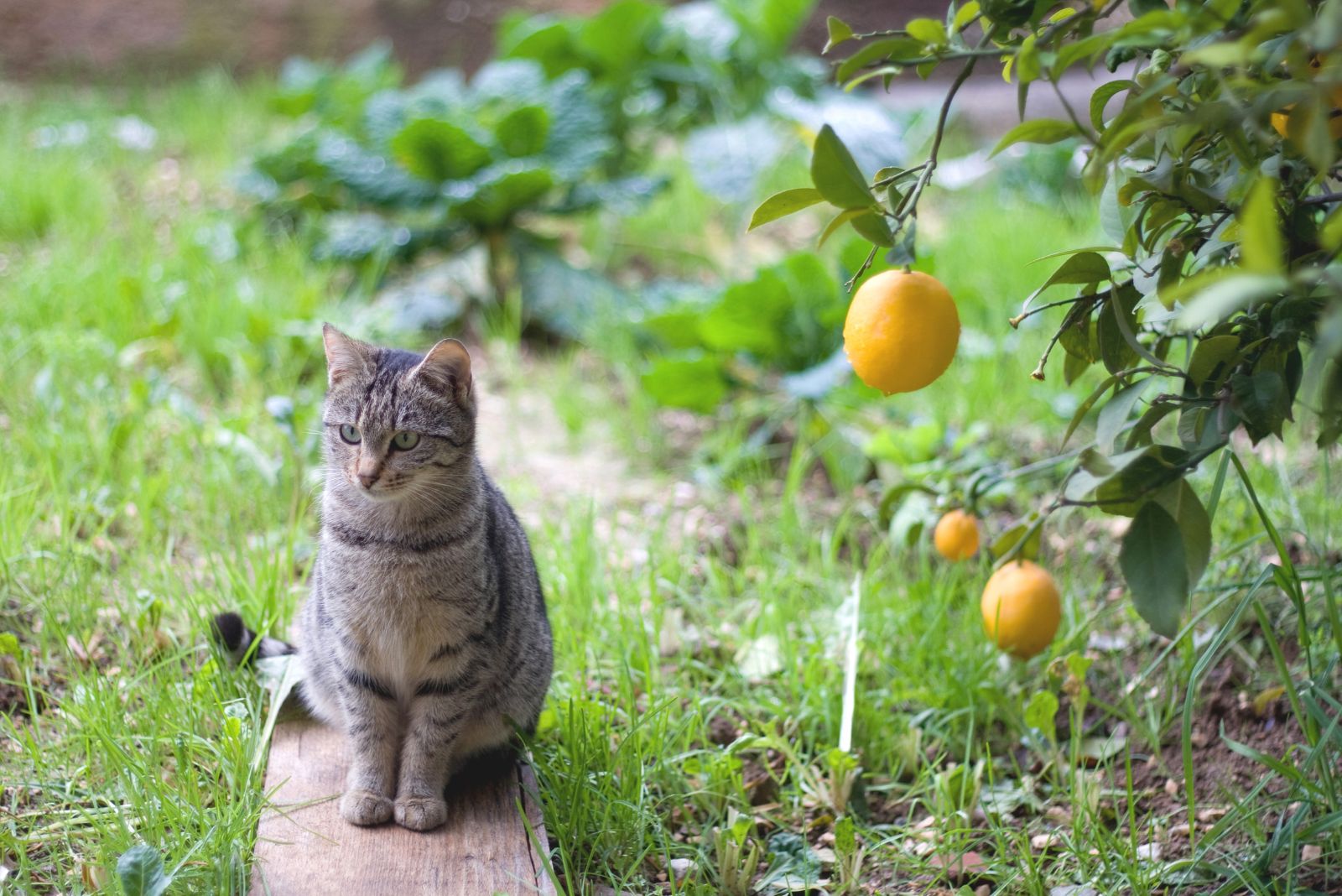 Cat and lemon