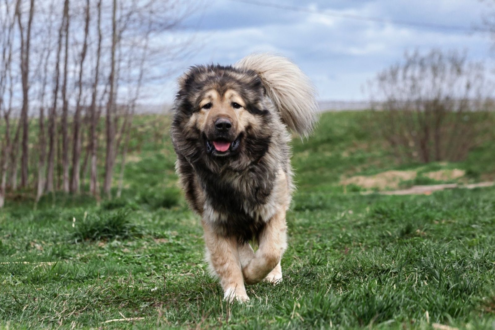 Caucasian Shepherd Dog