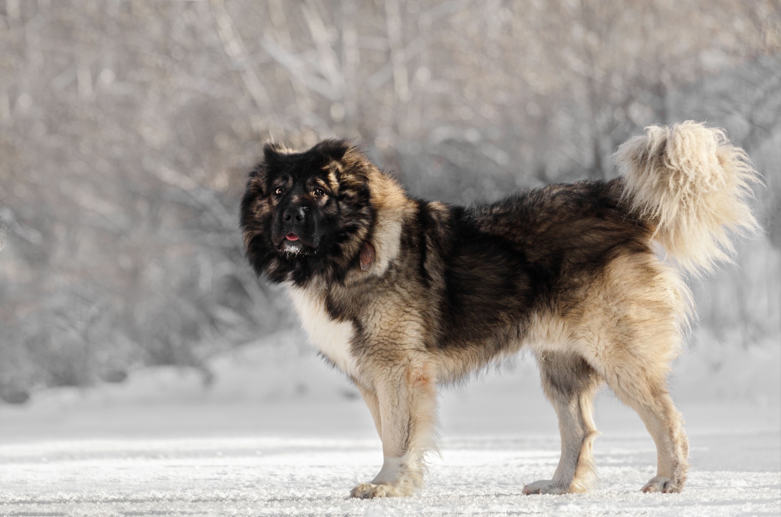 Caucasian Shepherd