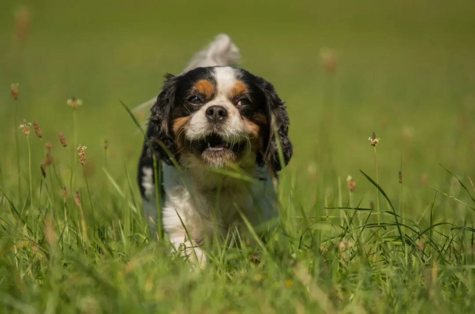 Cavachin