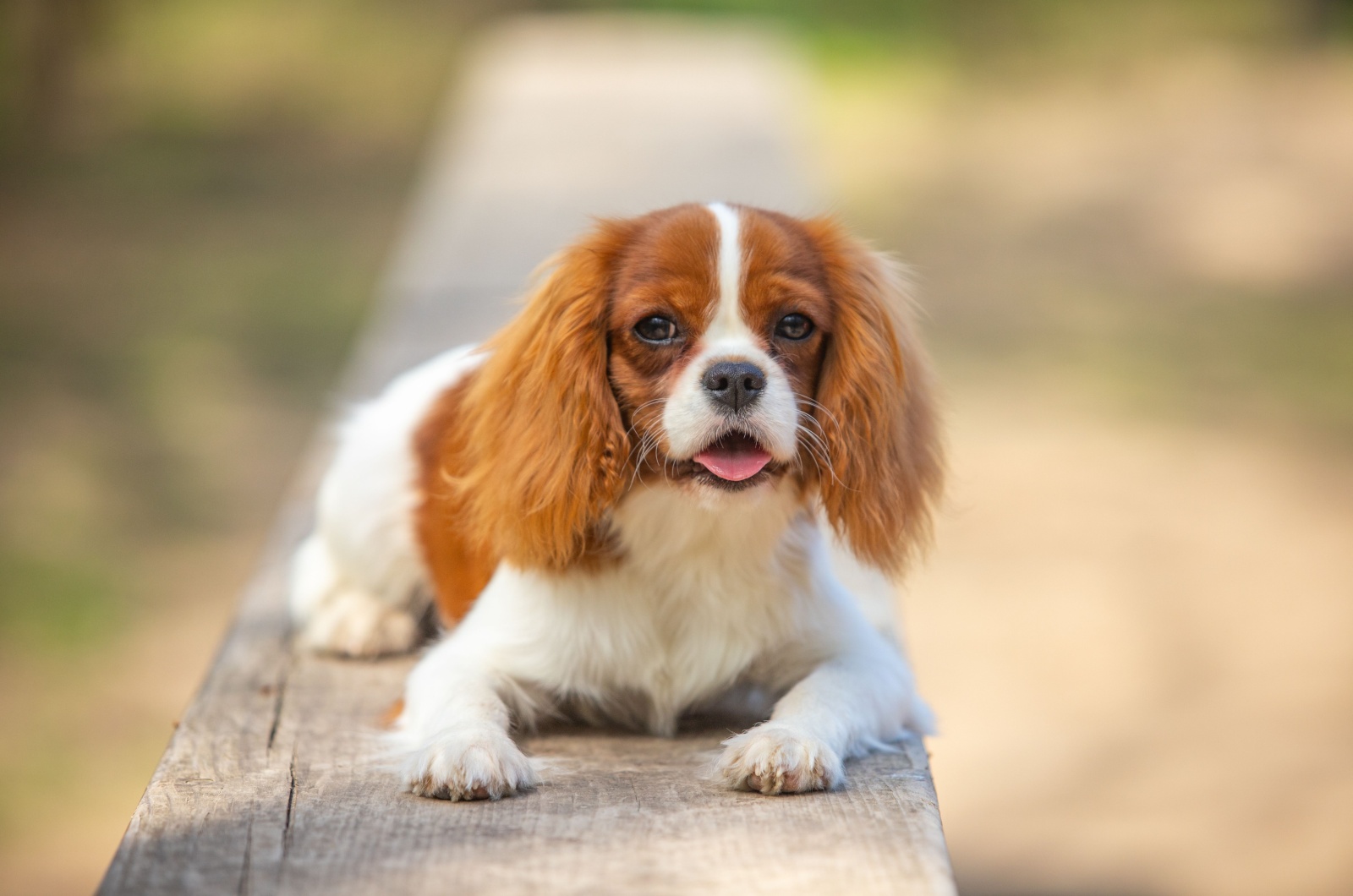 Cavalier King Charles Spaniel