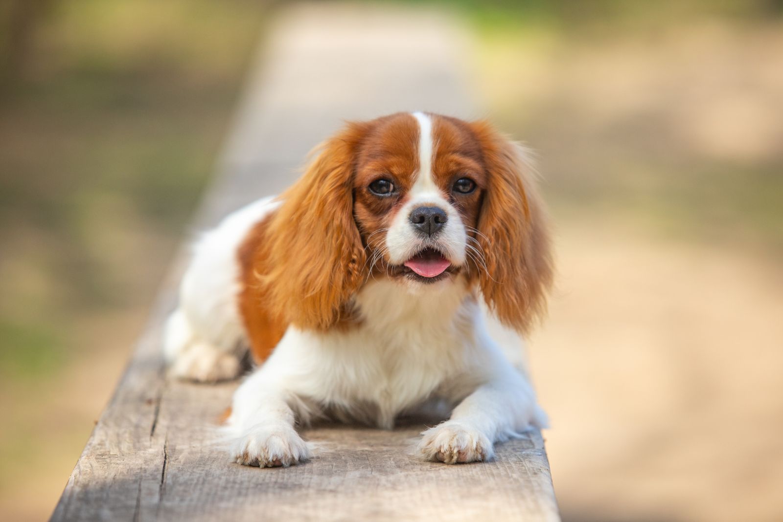 Cavalier King Charles Spaniel