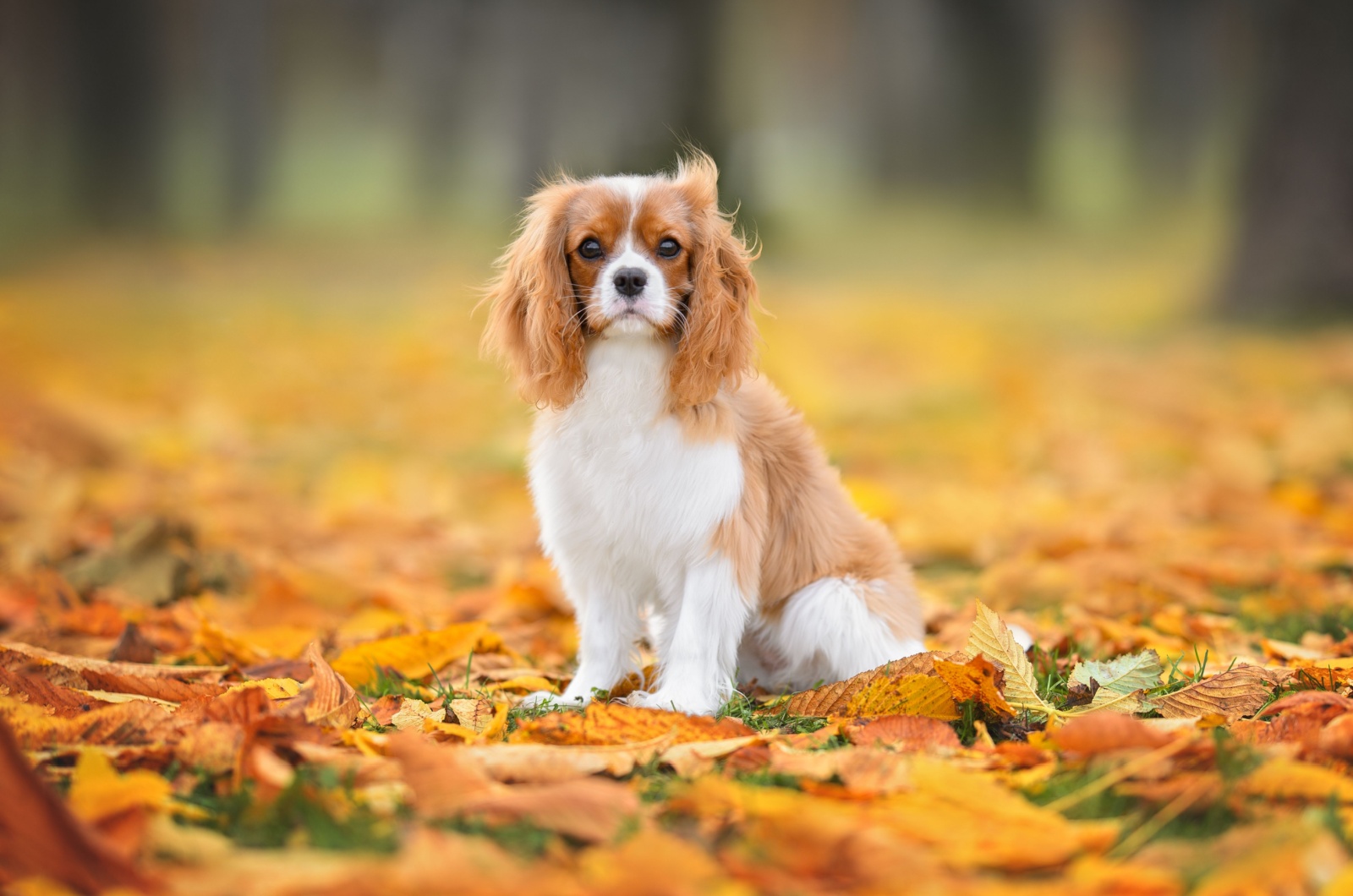 Cavalier King Charles Spaniel