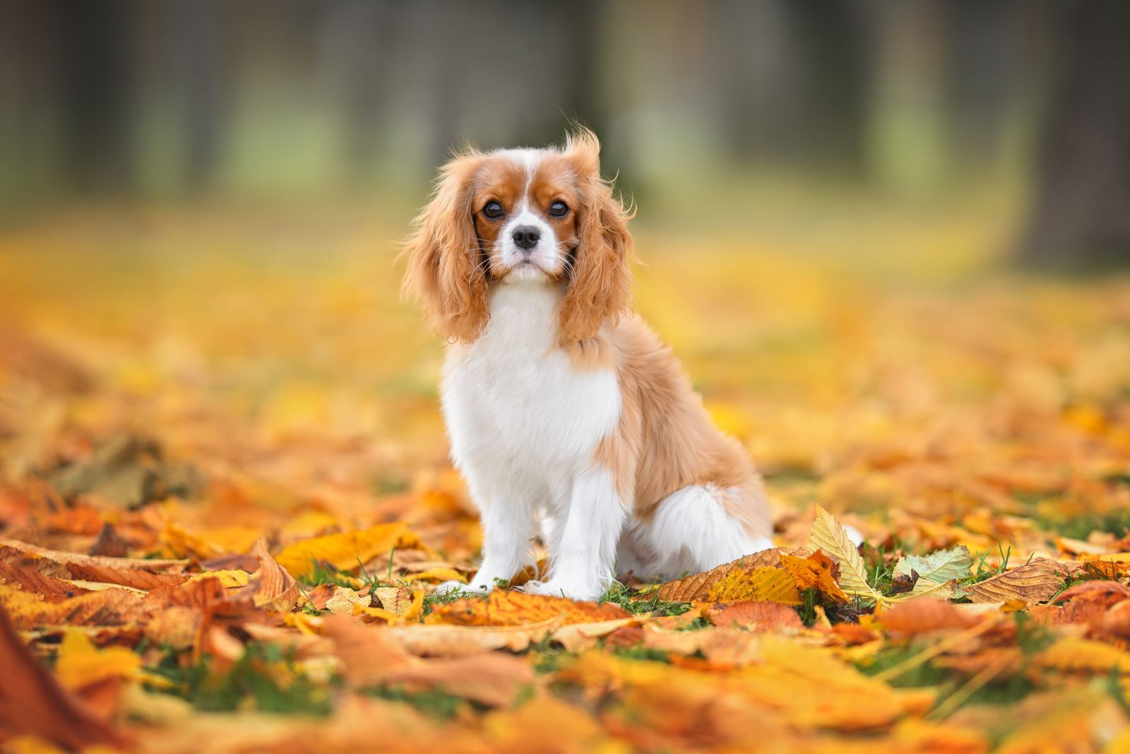 Cavalier King Charles Spaniel