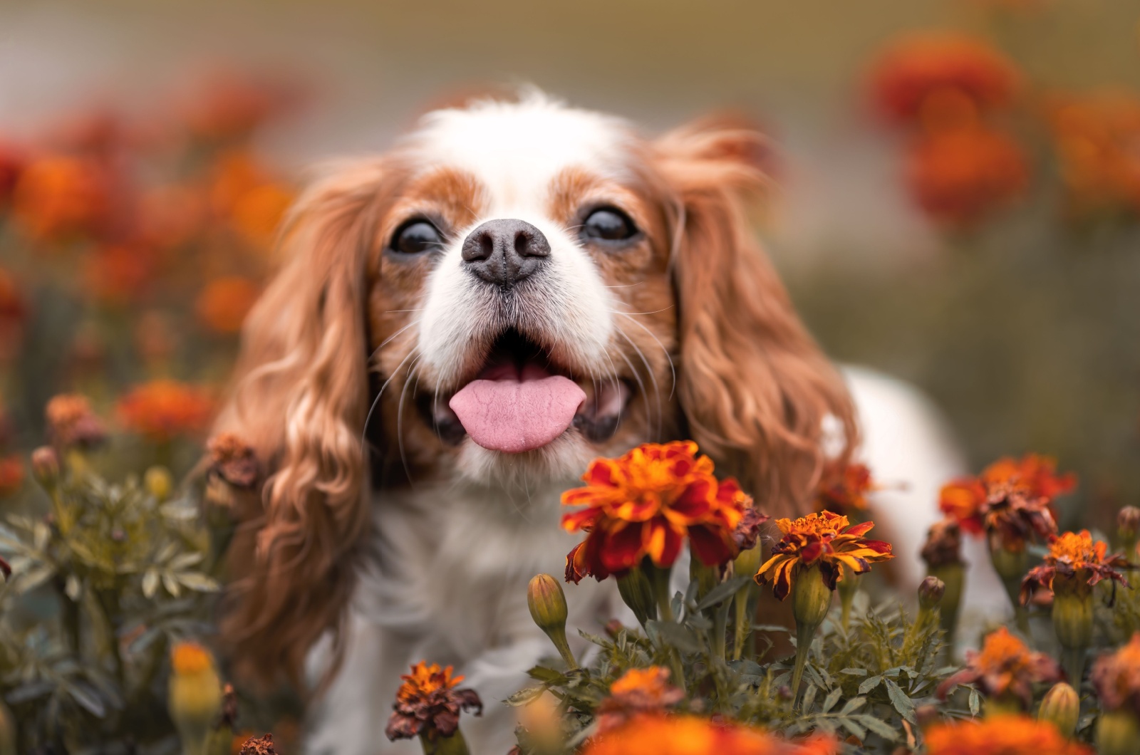 Cavalier King Charles Spaniel