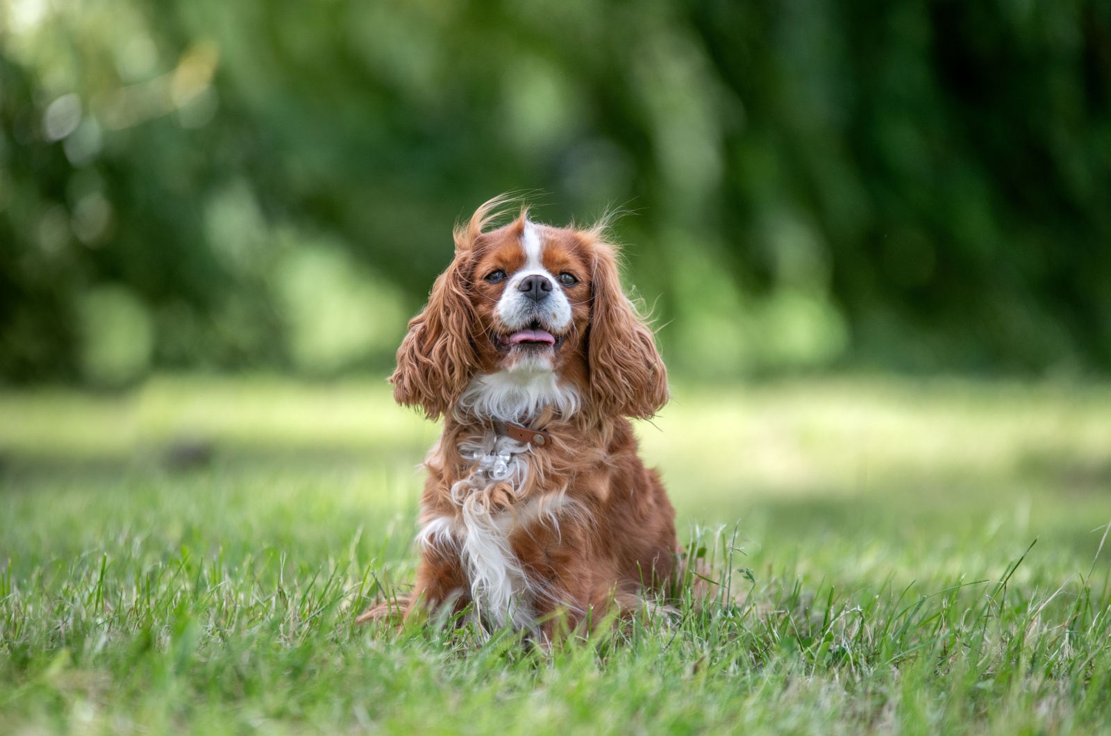 Cavalier King Charles Spaniel