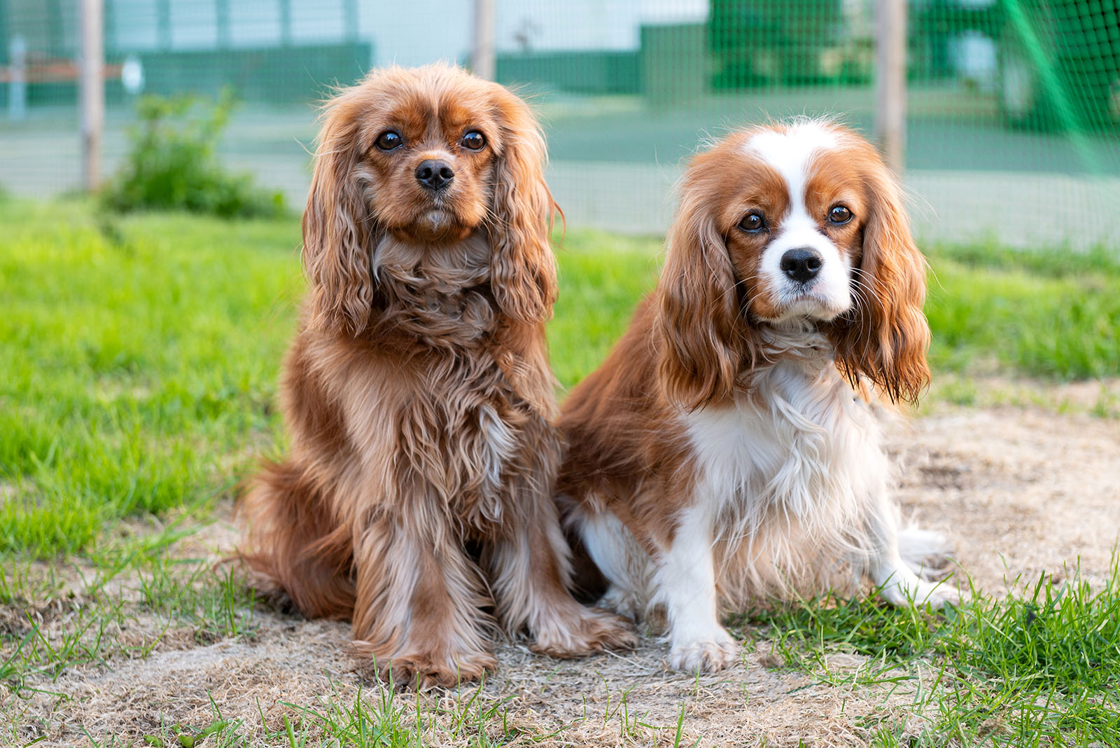 Cavalier King Charles Spaniel