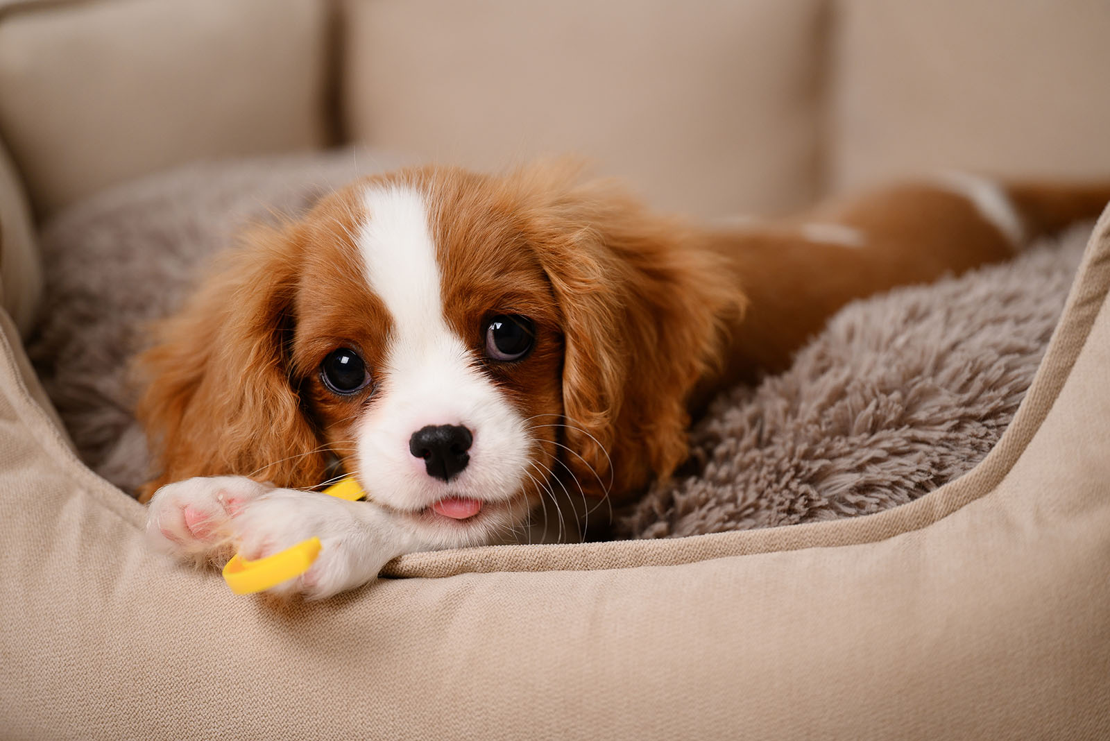 Cavalier King Charles Spaniel