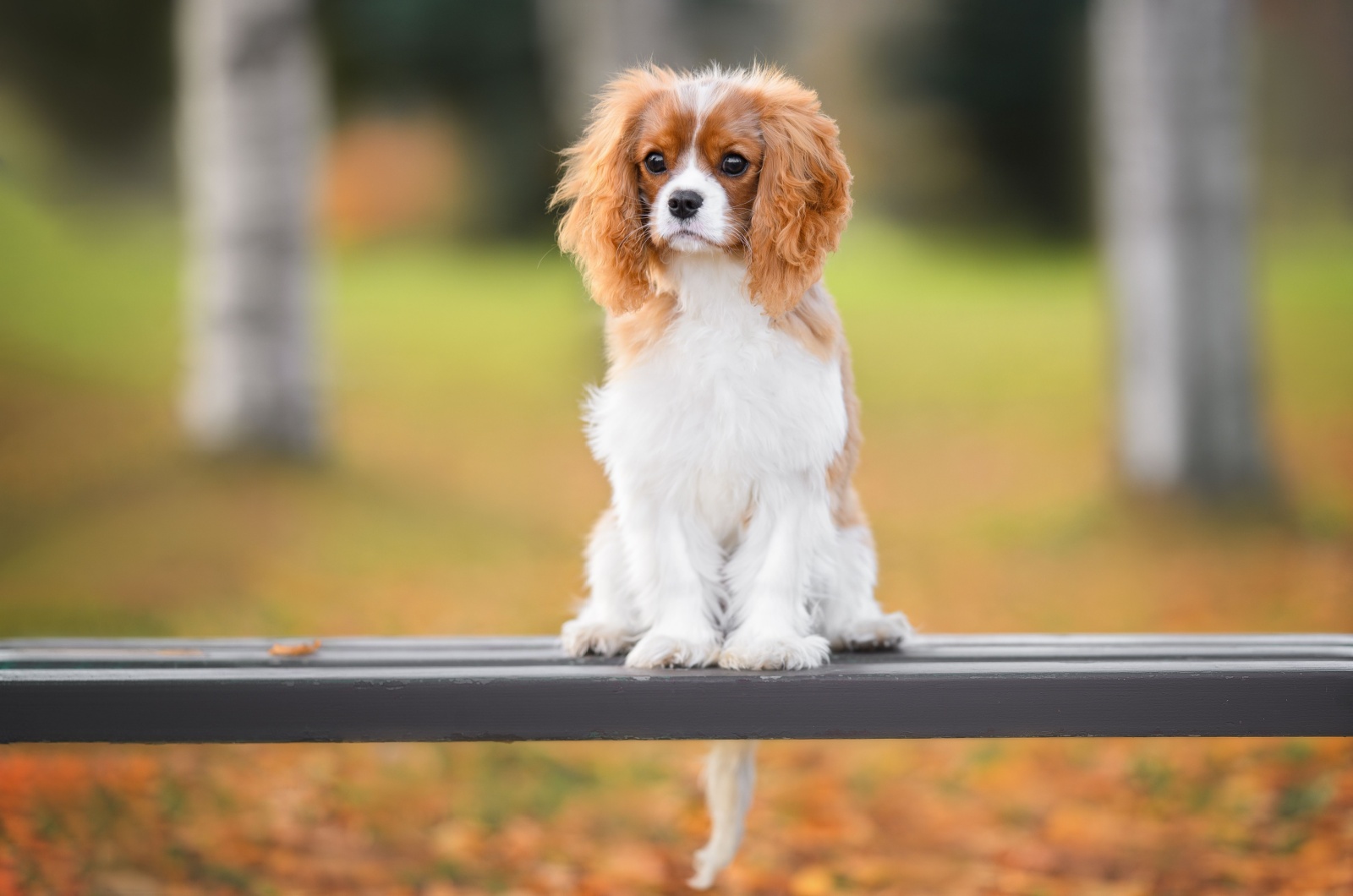 Cavalier King Charles Spaniel