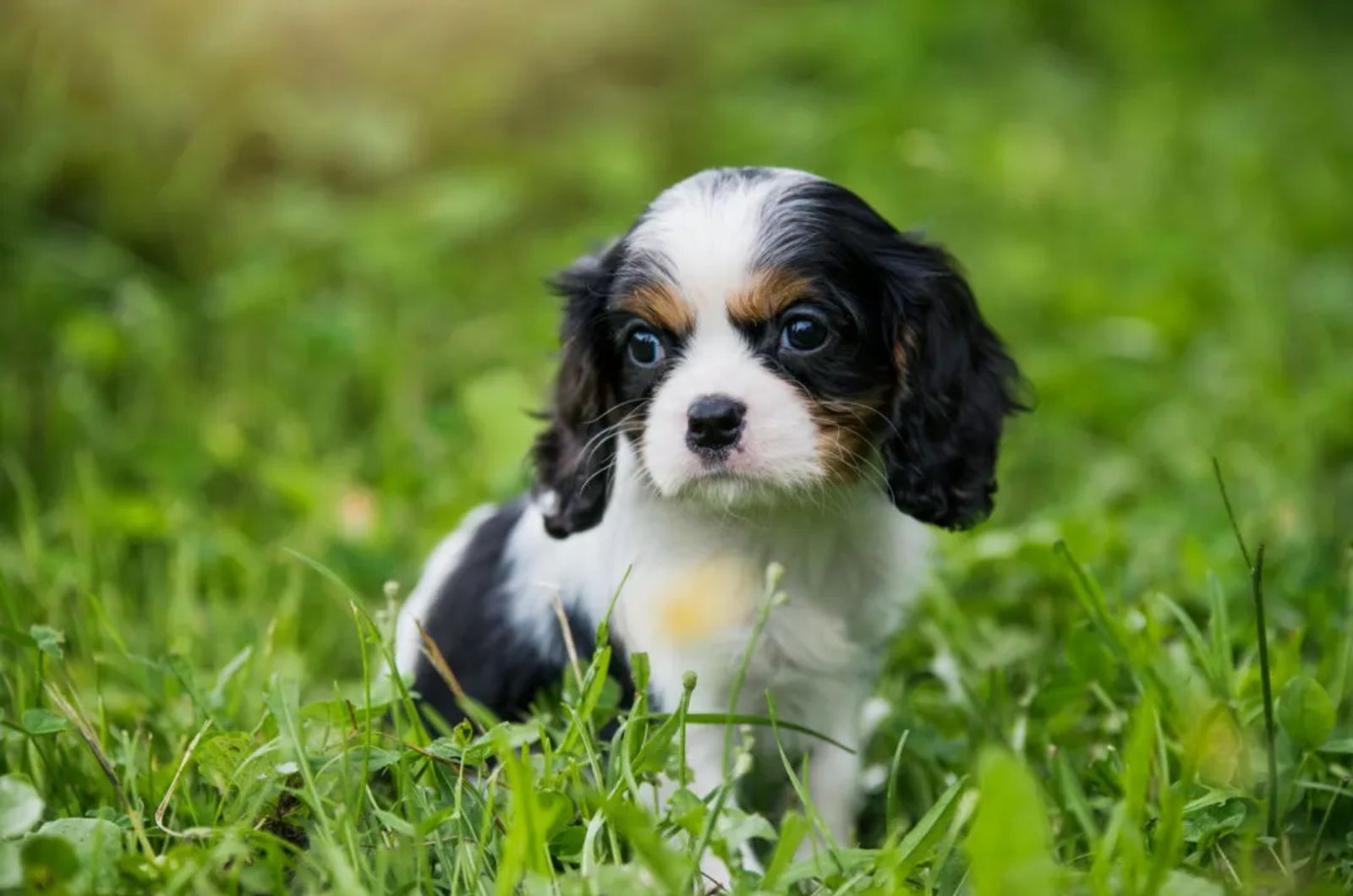 Cavapom