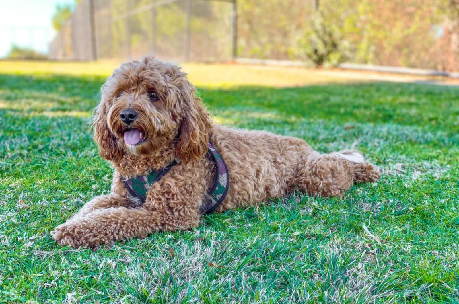 Cavapoo