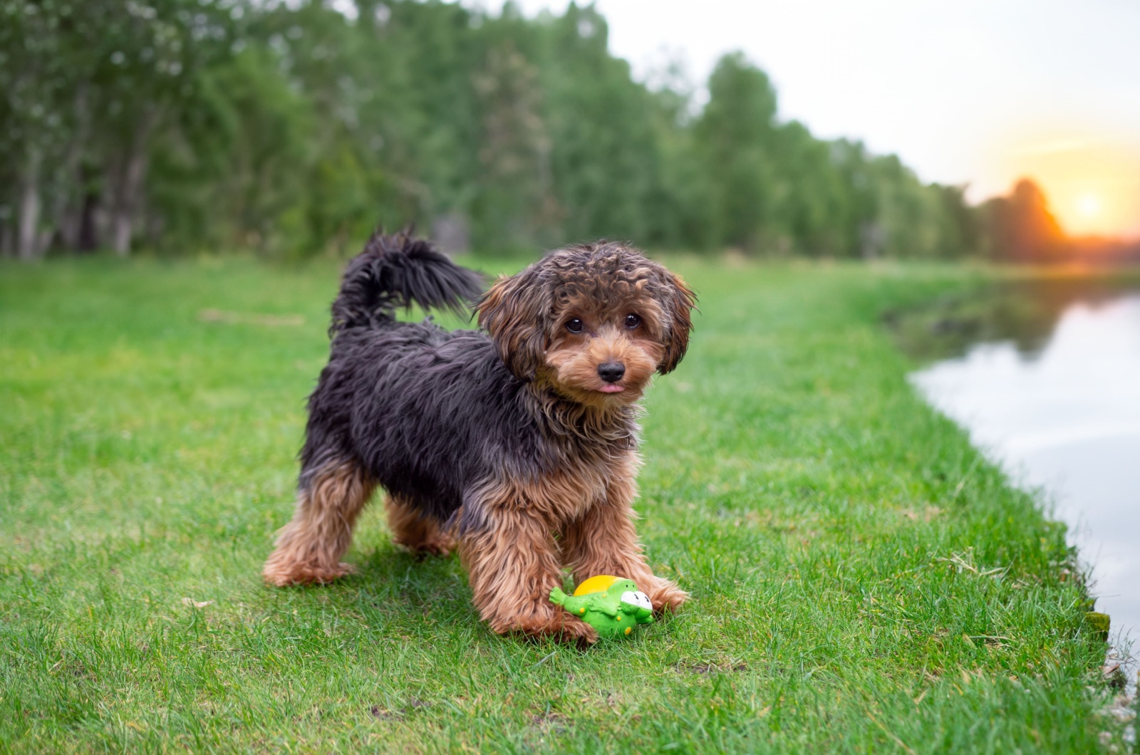 Cavapoo