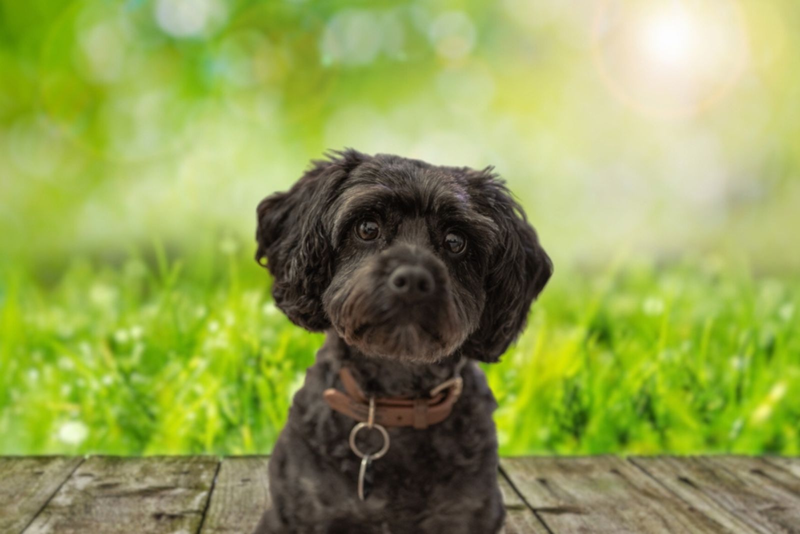 Cavapoo dog