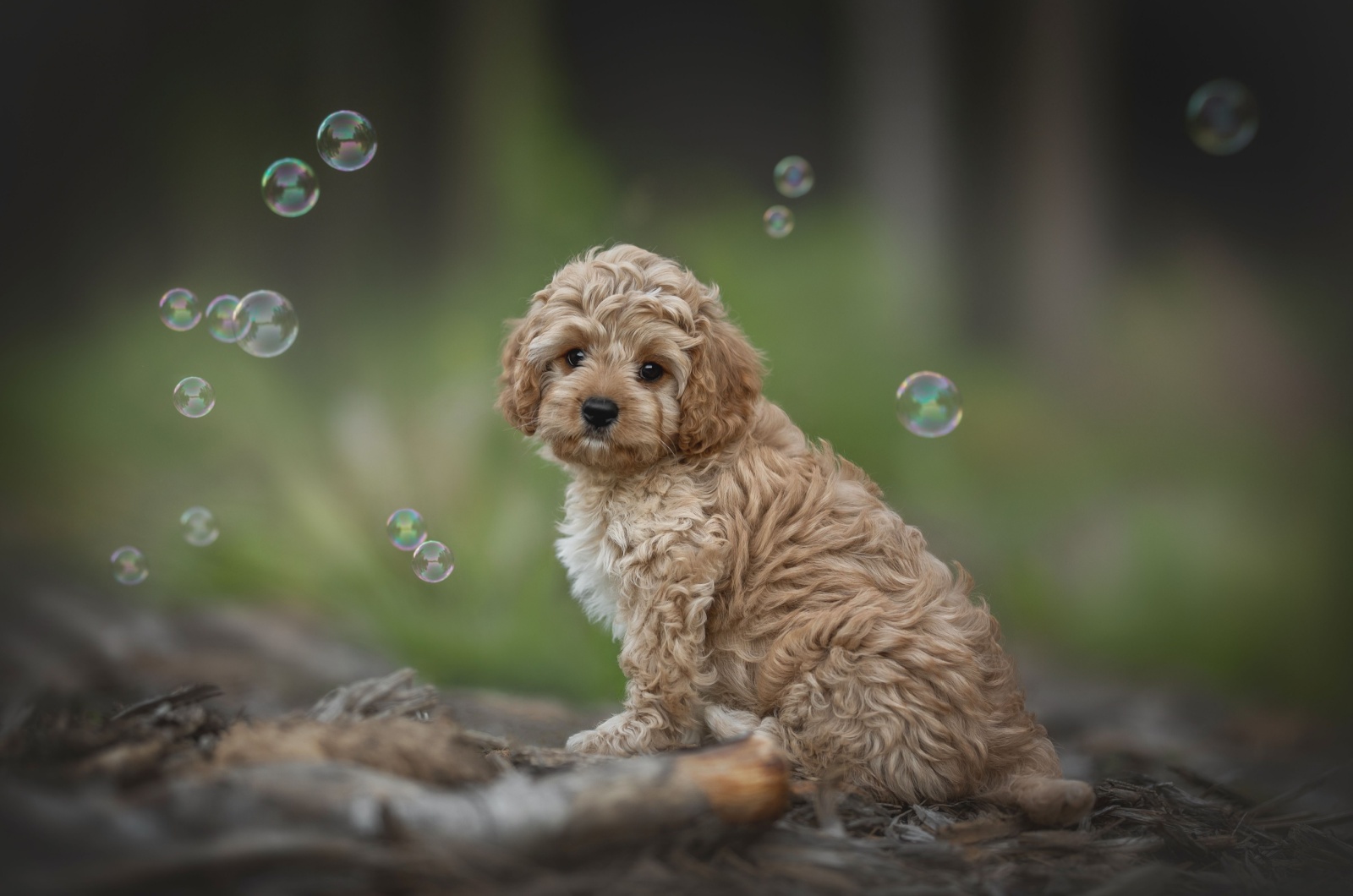 Cavapoo