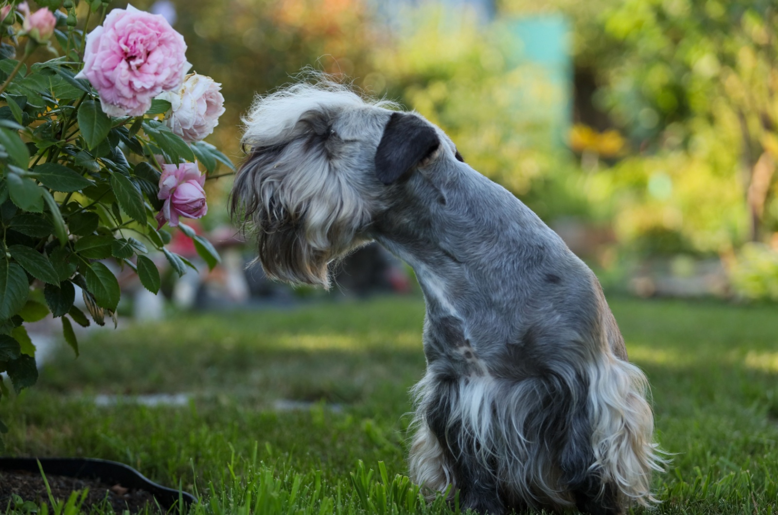 Cesky Terrier sniffing a plants