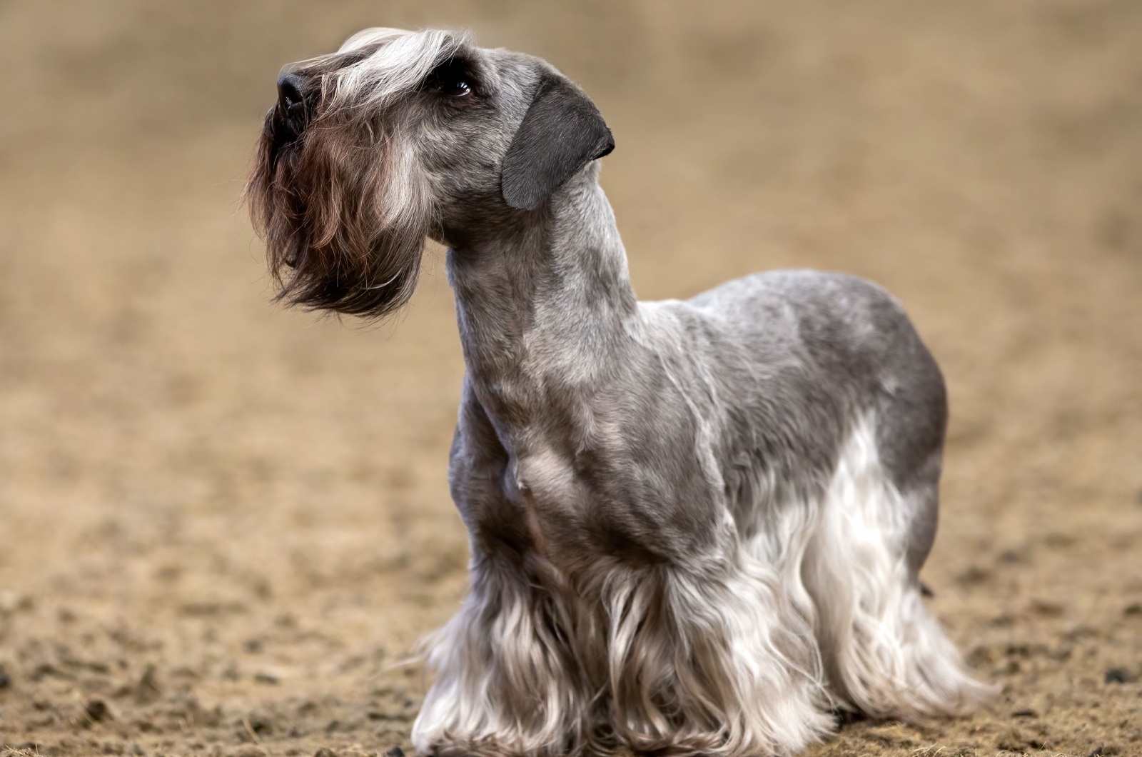 Cesky Terrier