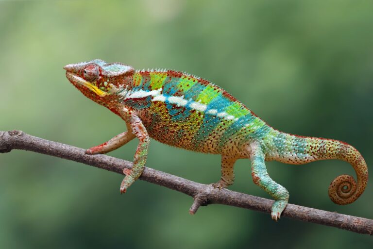 10 Animals Whose Patterns And Colors Make Them Stand Out
