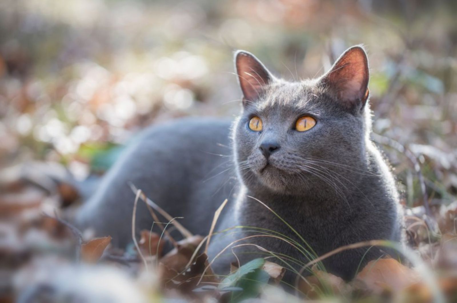 Chartreux Cat