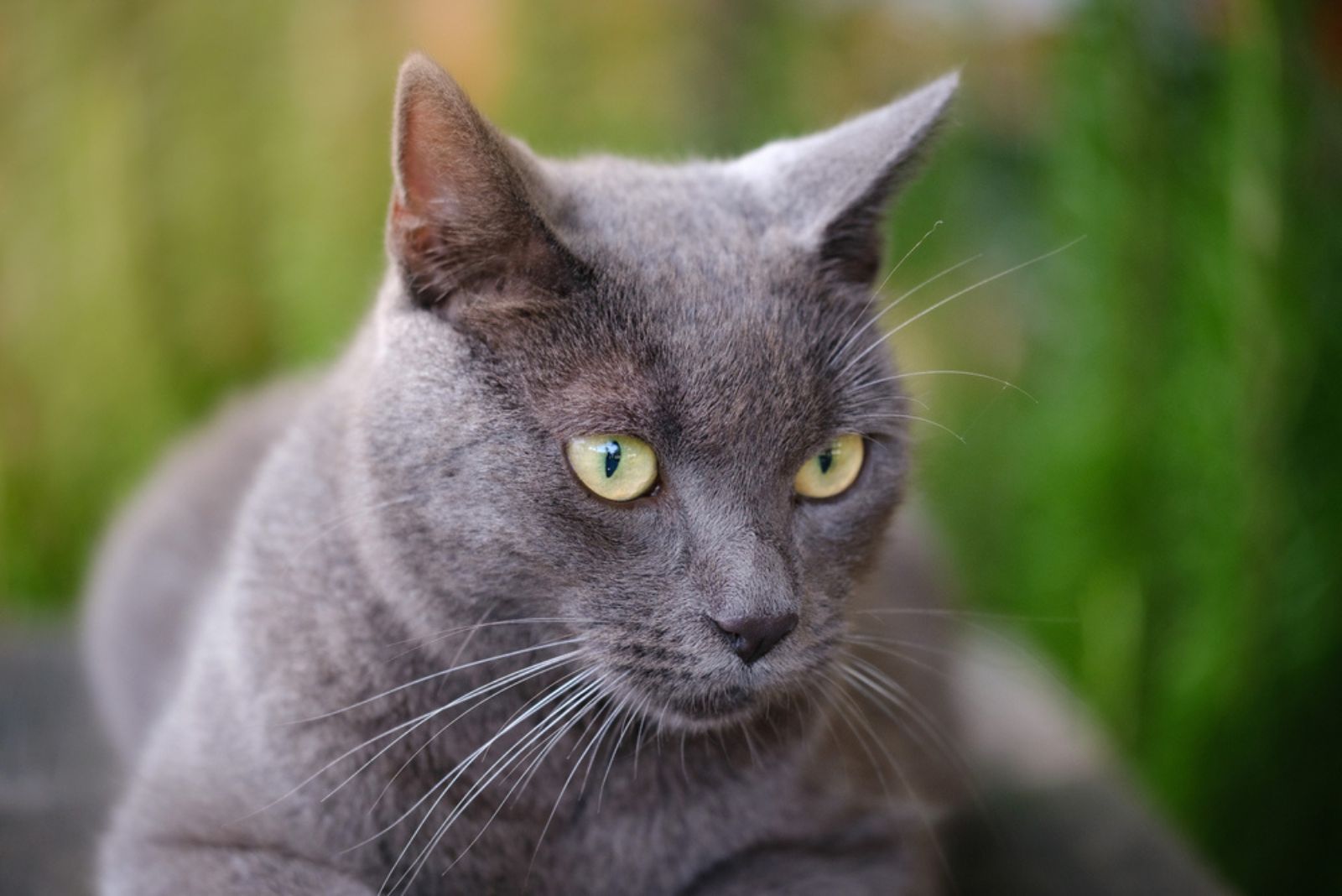 Chartreux cat