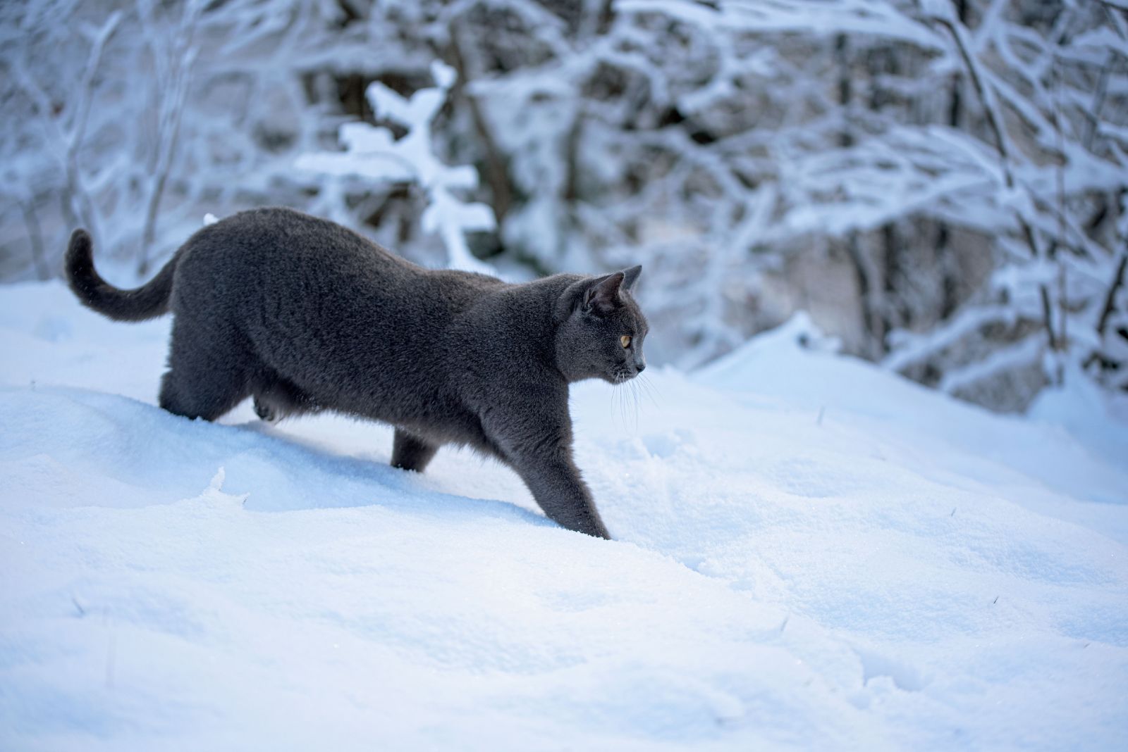 Chartreux cat