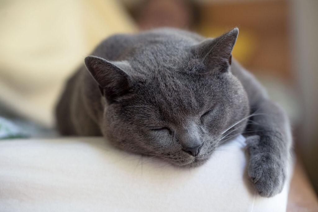 Chartreux cat sleeping