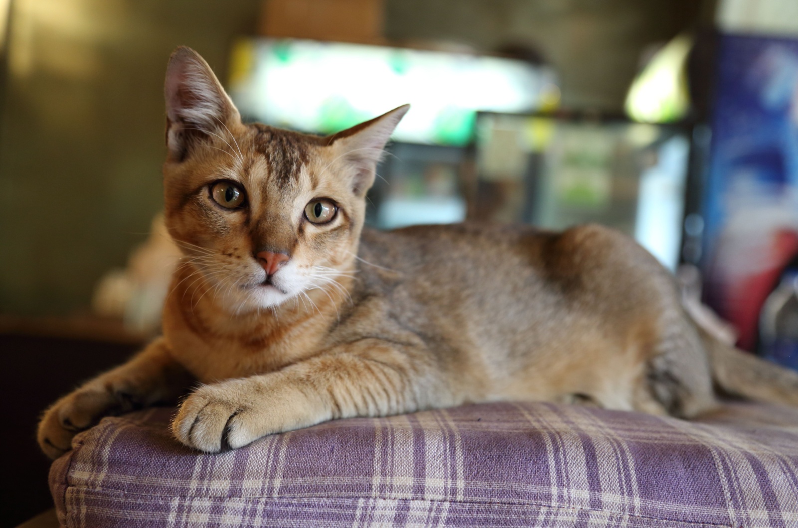 Chausie Cat