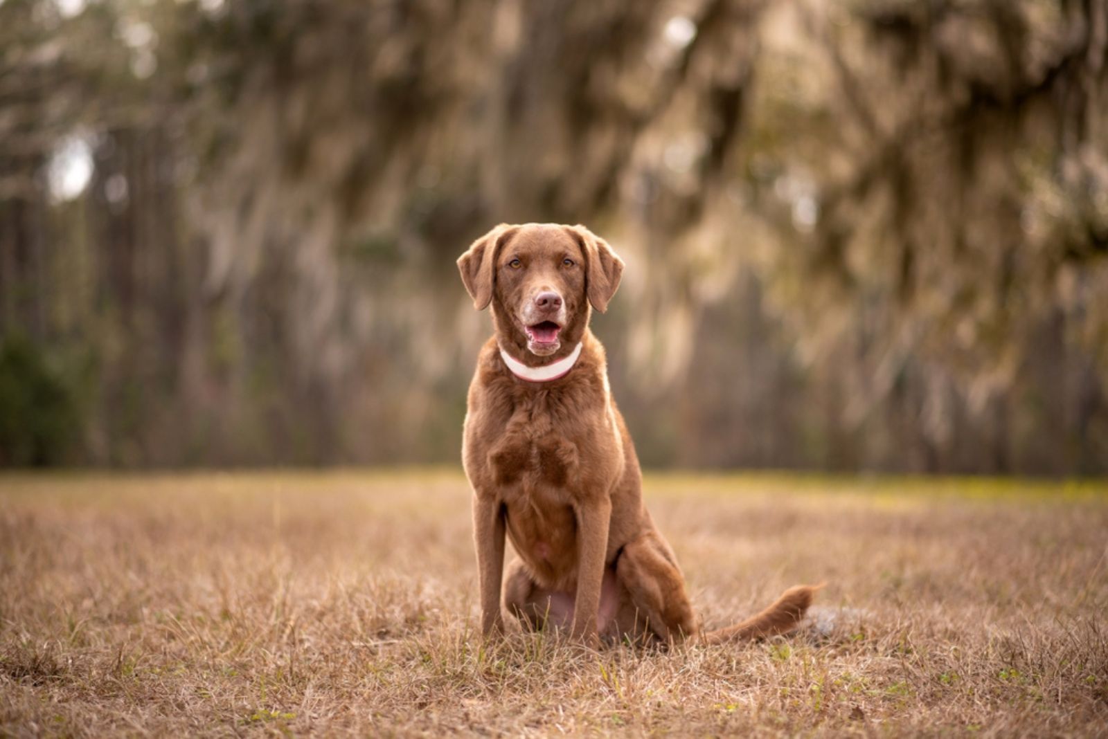 Chesapeake Bay Retriever