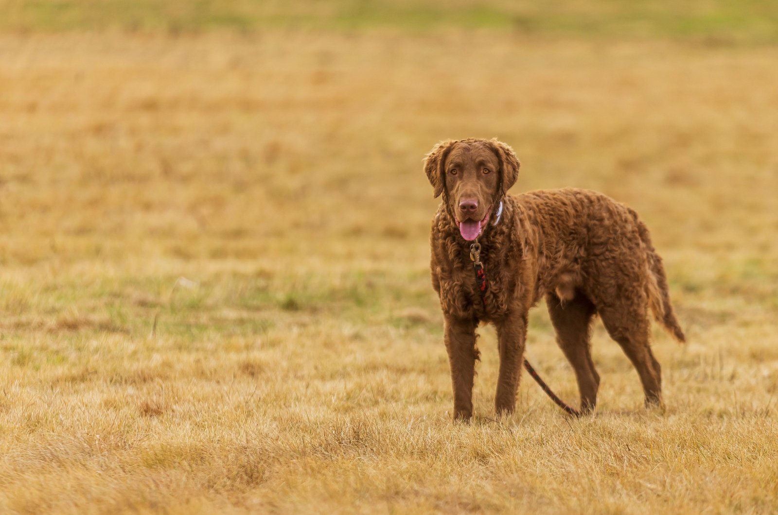 Chesapeake Bay Retriever